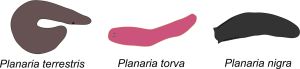 Planaria_terrestris