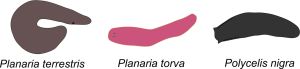 Planaria_terrestris2